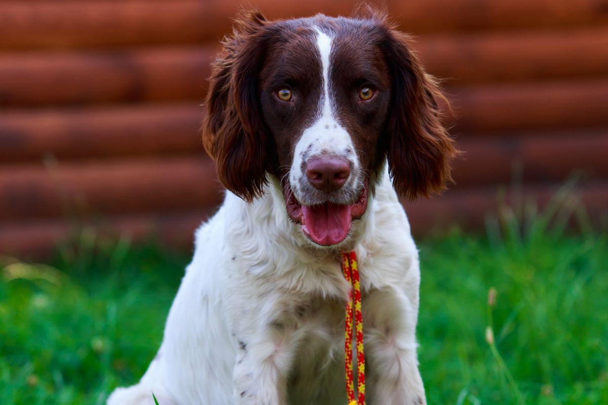 Comment dresser un épagneul français pour les expositions canines ?