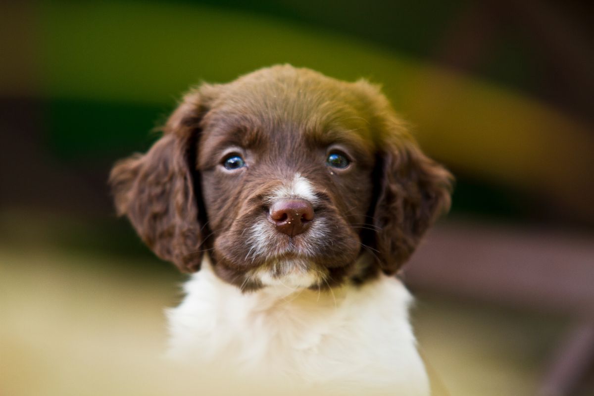 Les premiers jours avec un chiot épagneul français : que faut-il savoir ?